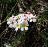 Androsace sericea