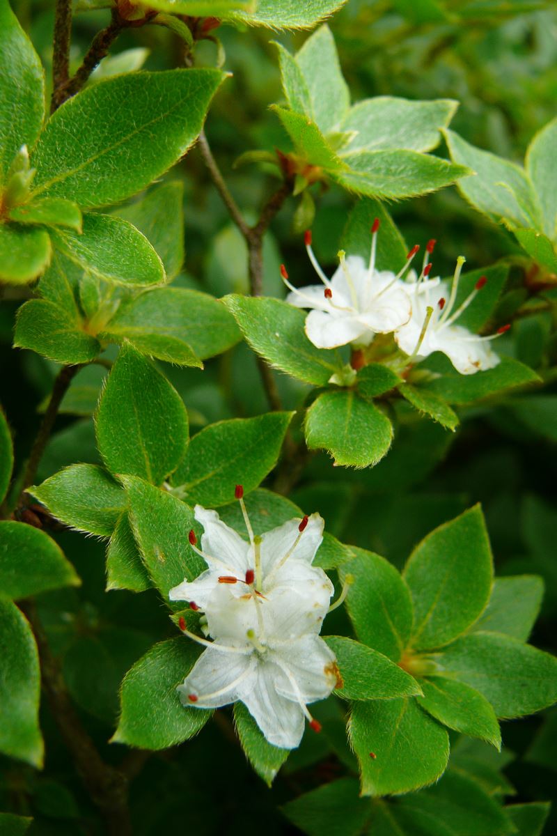 Изображение особи Rhododendron tschonoskii.