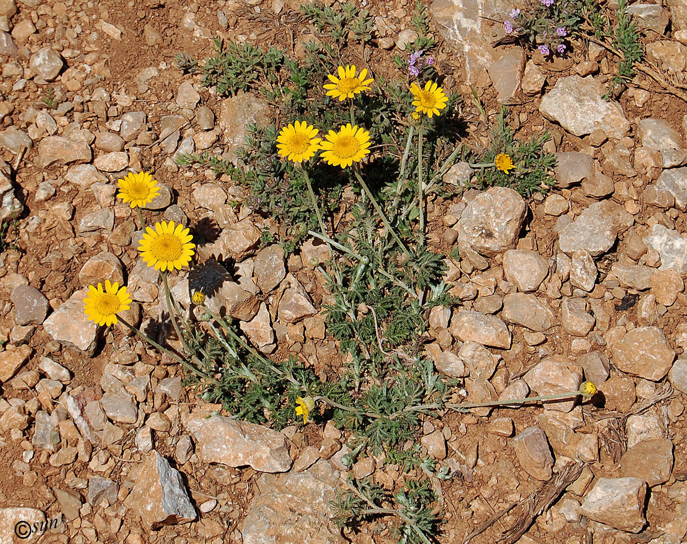 Изображение особи Anthemis tinctoria.