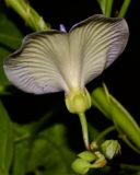 Clitoria macrophylla