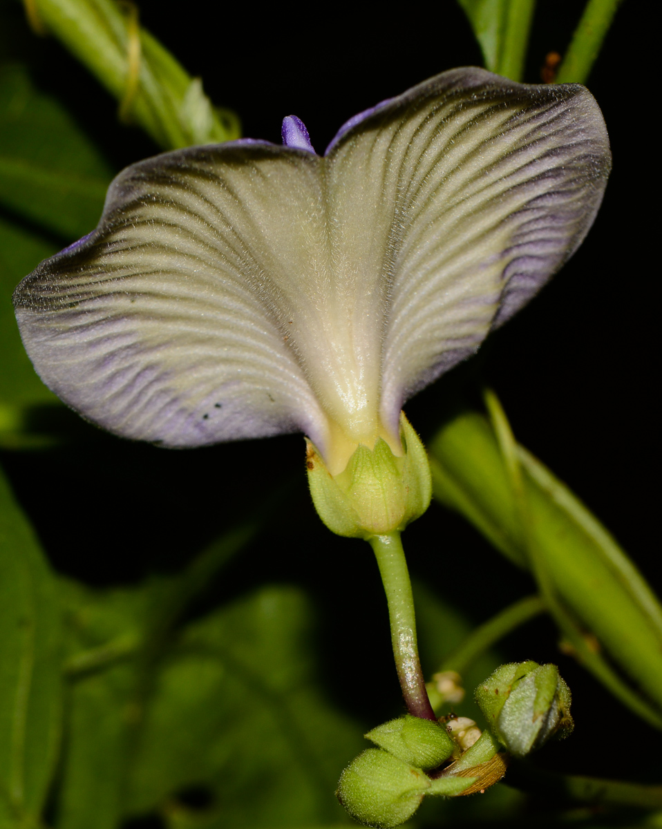 Изображение особи Clitoria macrophylla.