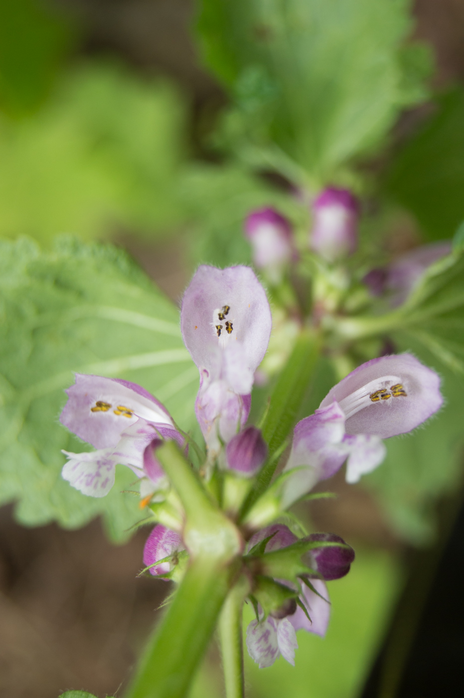 Изображение особи Lamium maculatum.