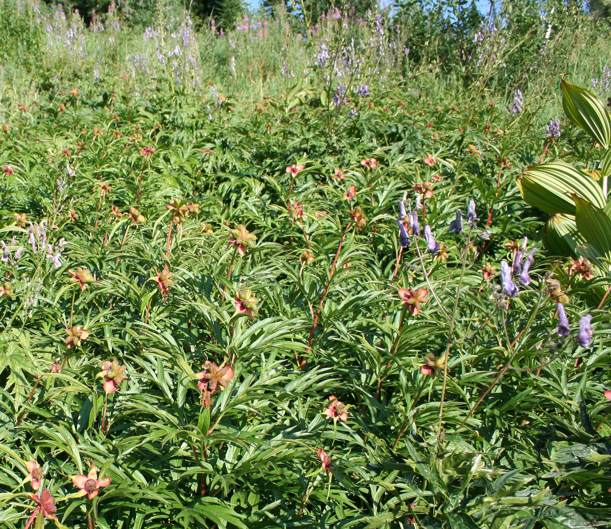 Изображение особи Paeonia anomala.