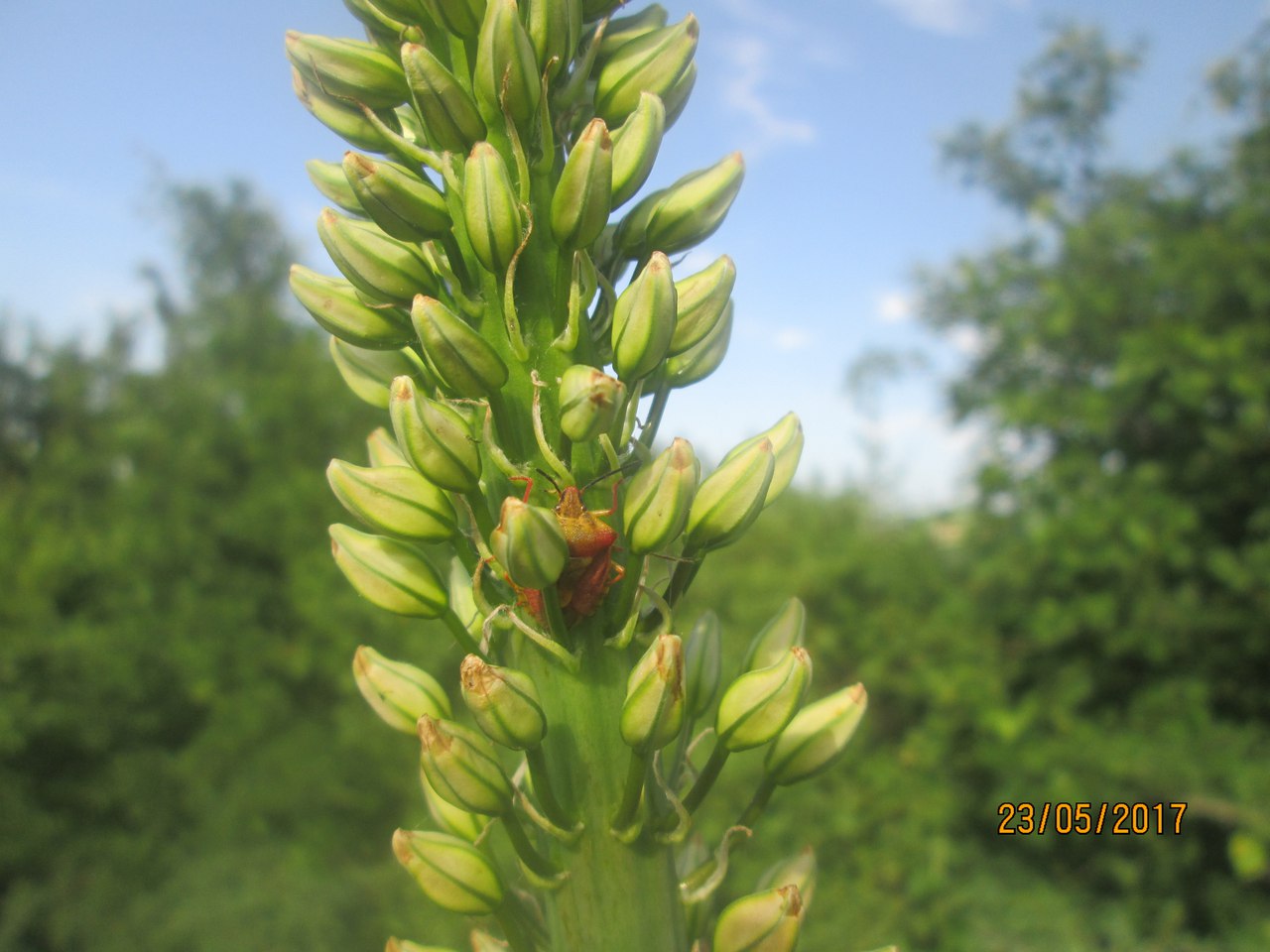 Изображение особи Eremurus fuscus.