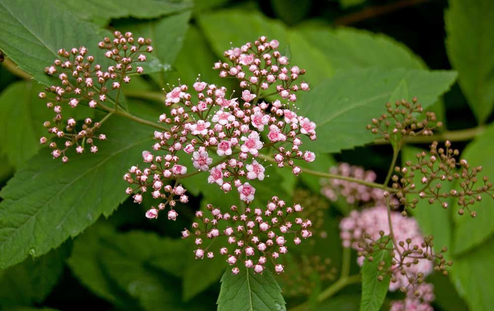 Изображение особи Spiraea japonica.