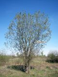 род Salix