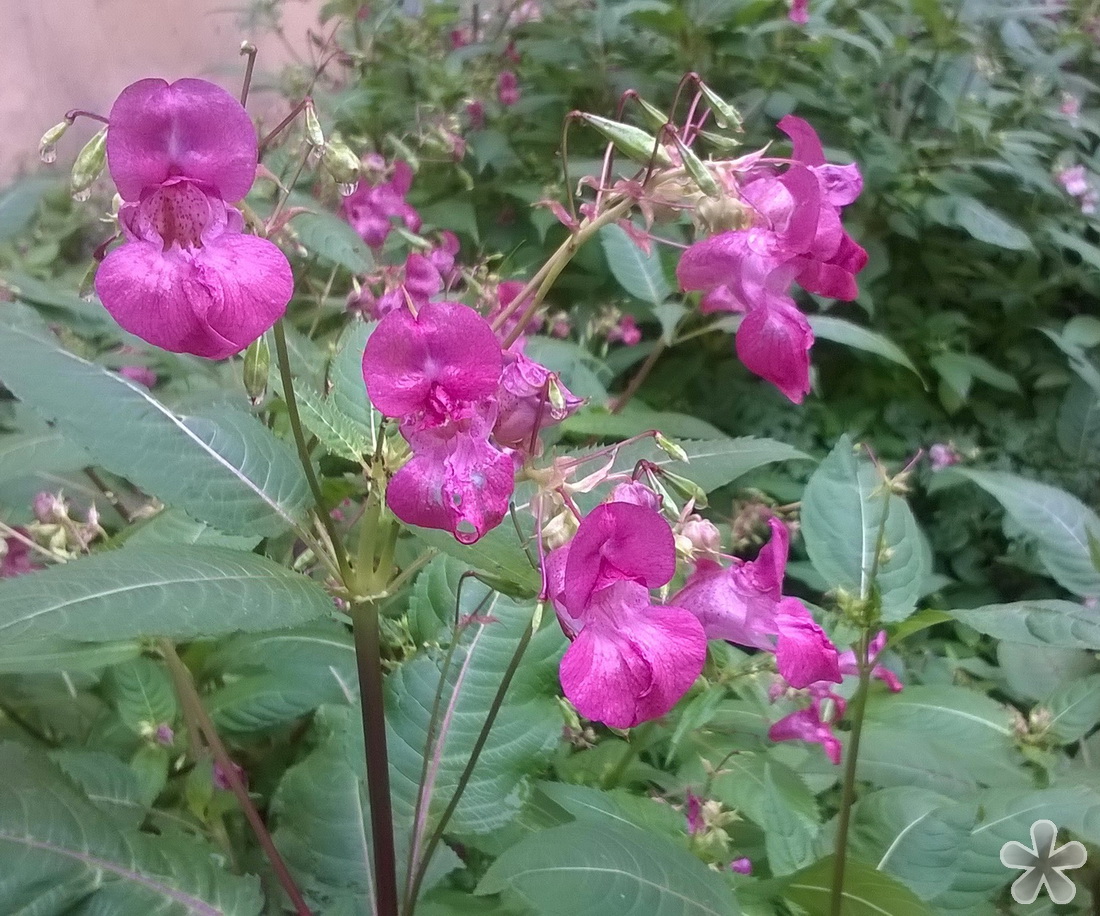 Изображение особи Impatiens glandulifera.