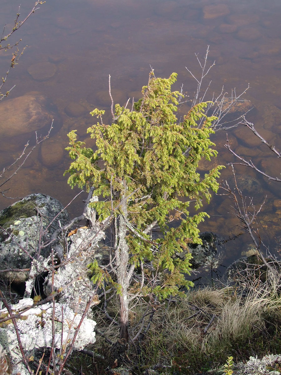 Изображение особи Juniperus niemannii.