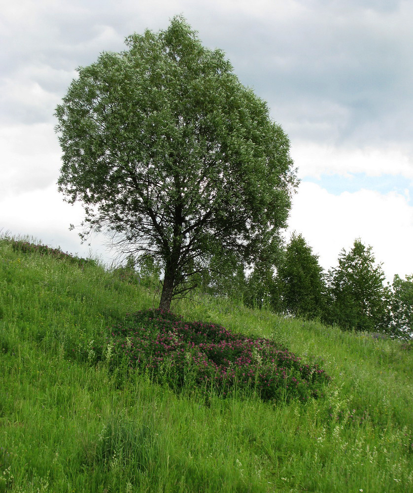 Изображение растения Trifolium medium.