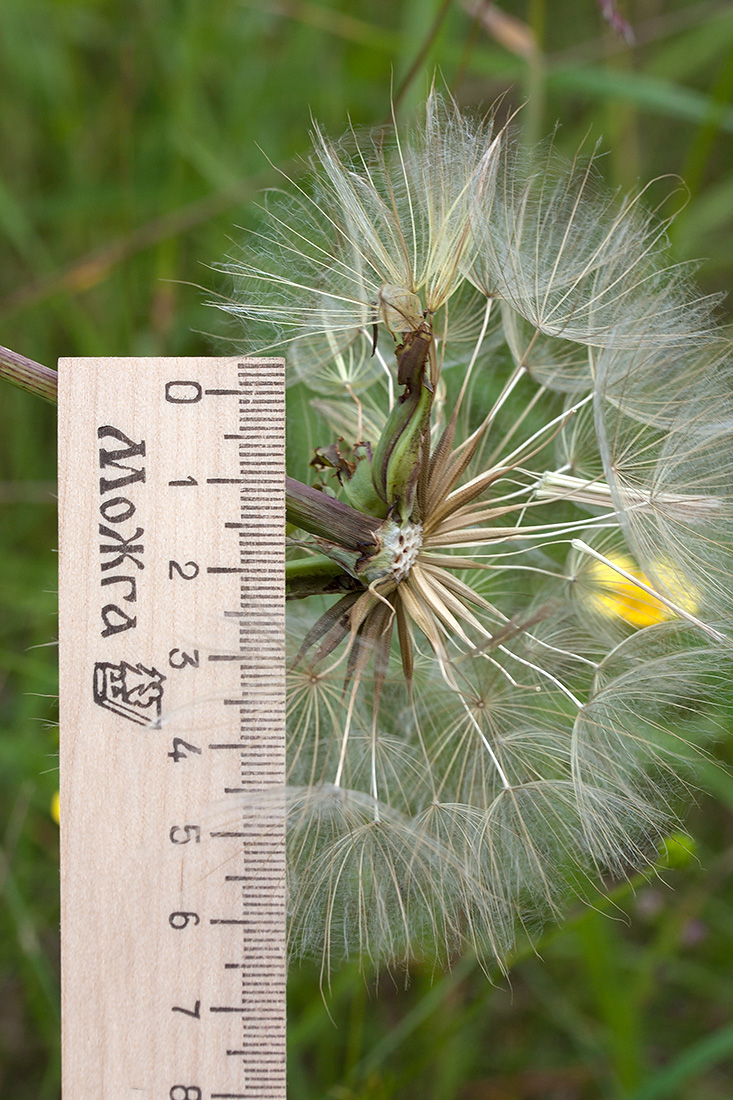 Изображение особи Tragopogon pratensis.