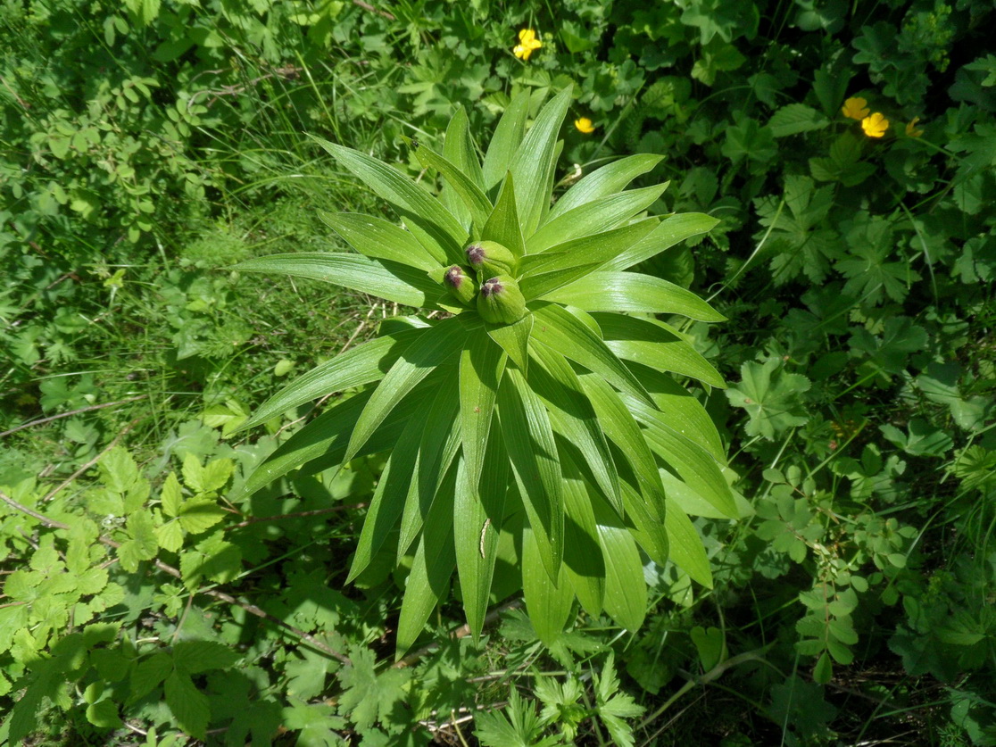 Image of Lilium monadelphum specimen.