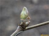 Platanus &times; acerifolia