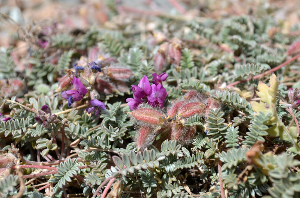 Изображение особи род Oxytropis.