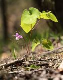 Epimedium macrosepalum