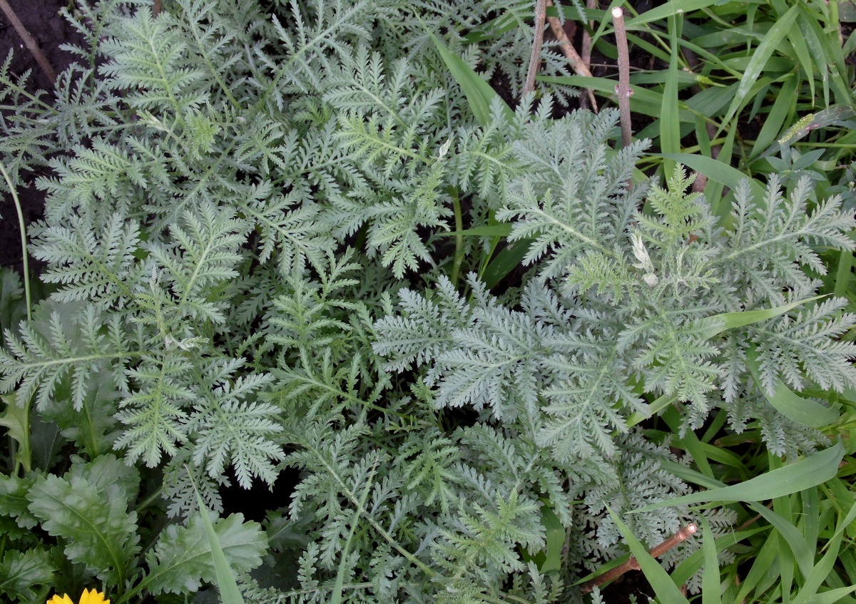 Image of Anthemis tinctoria specimen.