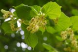 Tilia platyphyllos. Соцветия и листья (вид снизу). Кировская обл., г. Киров, Ботанический сад Вятского государственного университета, в культуре. 07.07.2018.