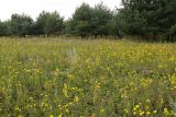 Hieracium umbellatum