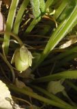 genus Viola. Незрелый плод. Украина, Запорожский р-н, Дурная балка, возле дороги, разнотравная степь. 01.05.2020.