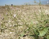 Gypsophila perfoliata. Цветущее растение. Краснодарский край, Ейский р-н, ракушечный пляж на берегу Ясенского залива. 24.08.2010.