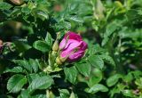 Rosa rugosa