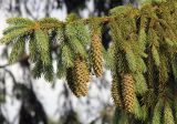 Picea pungens. Верхушка ветви с созревающими шишками. Краснодарский край, Темрюкский р-н, станица Голубицкая, в озеленении. 11.06.2019.