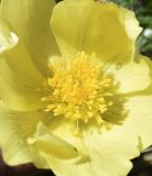 Pulsatilla subspecies apiifolia