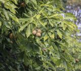 Aesculus &times; hybrida