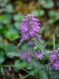 Pedicularis verticillata