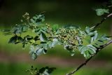 × Crataegosorbus miczurinii