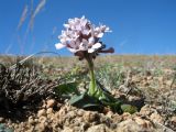 Valeriana chionophila. Цветущее растение. Казахстан, Сев. Тянь-Шань, хр. Торайгыр, пер. Аласа, глинисто-щебнистый склон южной экспозиции. 2 апреля 2023 г.