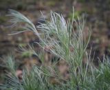 Artemisia campestris