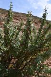 Caragana acanthophylla. Ветви плодоносящего растения. Таджикистан, Согдийская обл., Исфара, пестроцветы. 1 мая 2023 г.