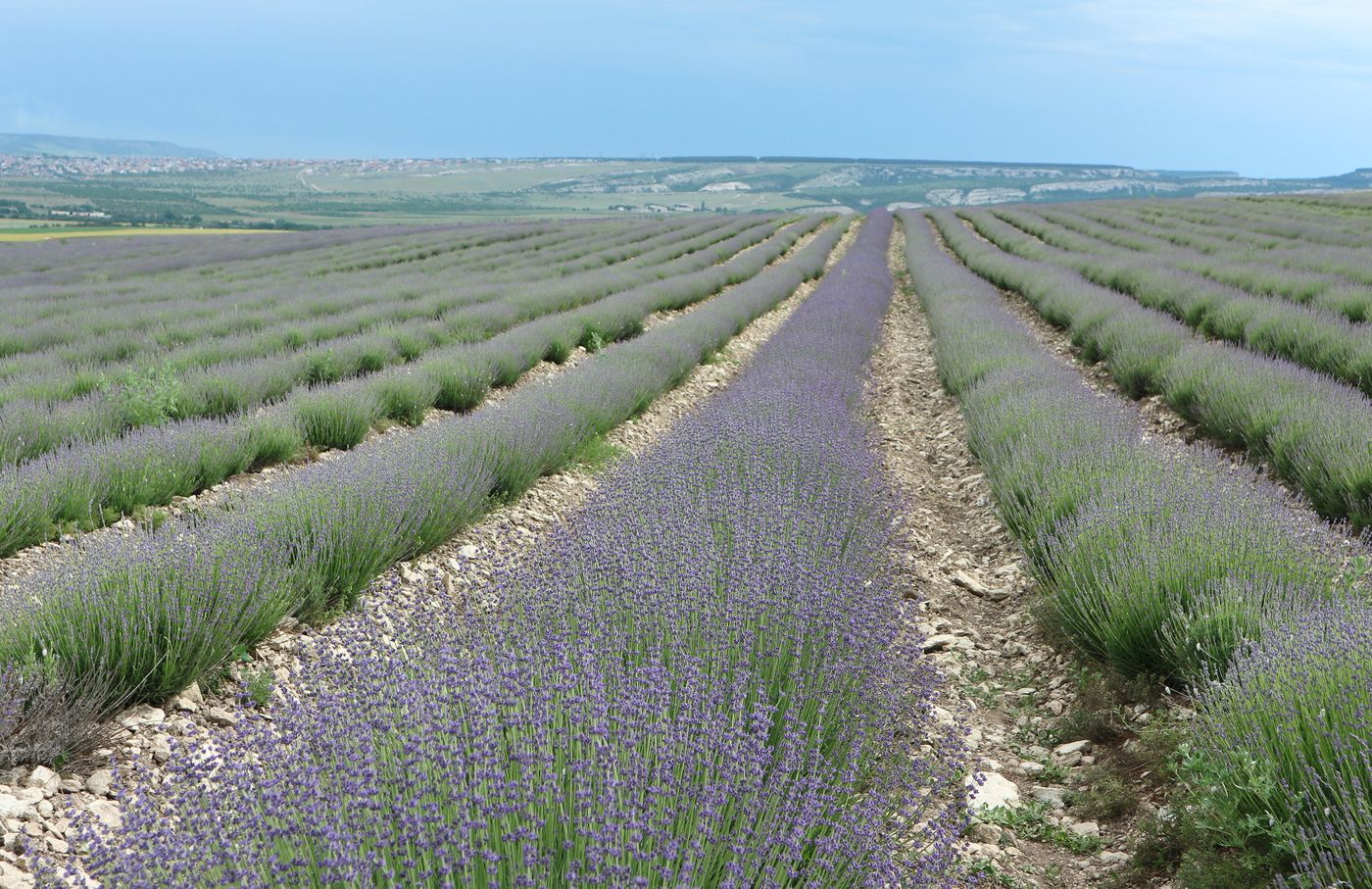 Изображение особи Lavandula angustifolia.