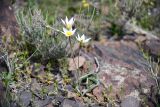 Tulipa buhseana