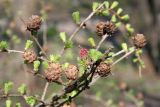 Larix gmelinii