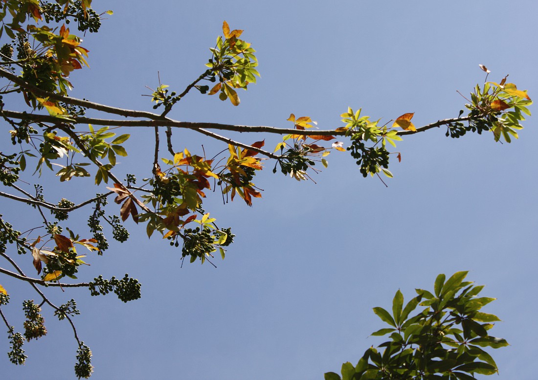 Изображение особи Ceiba pentandra.