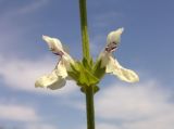 Stachys krynkensis. Соцветие. Украина, Луганская обл., меловые холмы южнее пгт Новосветловка. 14.07.2011.