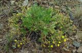 Potentilla humifusa