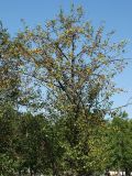 Pyrus ussuriensis. Плодоносящее дерево. Приморье, окр. Артёма, Владивостокский аэропорт \"Кневичи\". 24.08.2009.