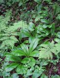 Clintonia udensis