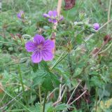 Geranium sylvaticum. Верхушка цветущего и плодоносящего растения. Карачаево-Черкесия, Зеленчукский р-н, долина р. Аксаут, окр. аула Красный Карачай. 13.08.2011.