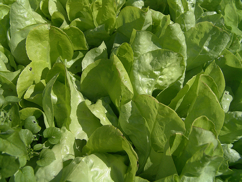 Image of Lactuca sativa specimen.