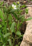 Cerastium holosteoides