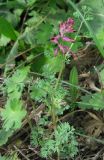Fumaria officinalis. Цветущее растение. Крым, Ялта, обочина дороги. 22 апреля 2012 г.
