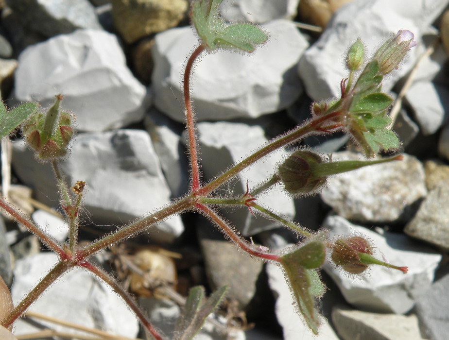Изображение особи Geranium rotundifolium.