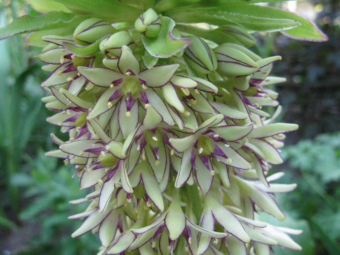 Изображение особи Eucomis bicolor.