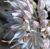 Allium saxatile