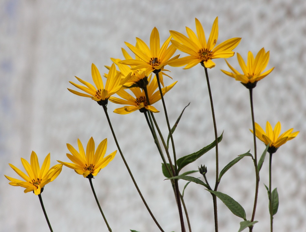 Изображение особи Helianthus tuberosus.