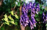 Aconitum kusnezoffii