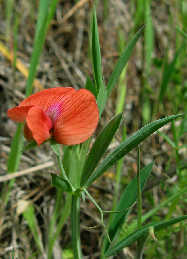 Изображение особи Lathyrus cicera.